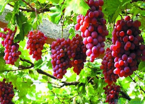 Du Lịch Văn Hóa Sài Gòn